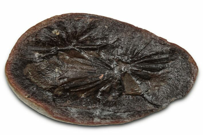 Fossil Horsetail (Annularia) Nodule Half - Mazon Creek #336177